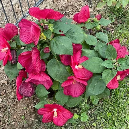 アパート Aminas バート・ガンダースハイム