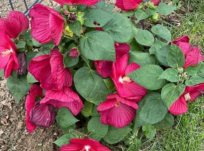 Daire Aminas Bad Gandersheim